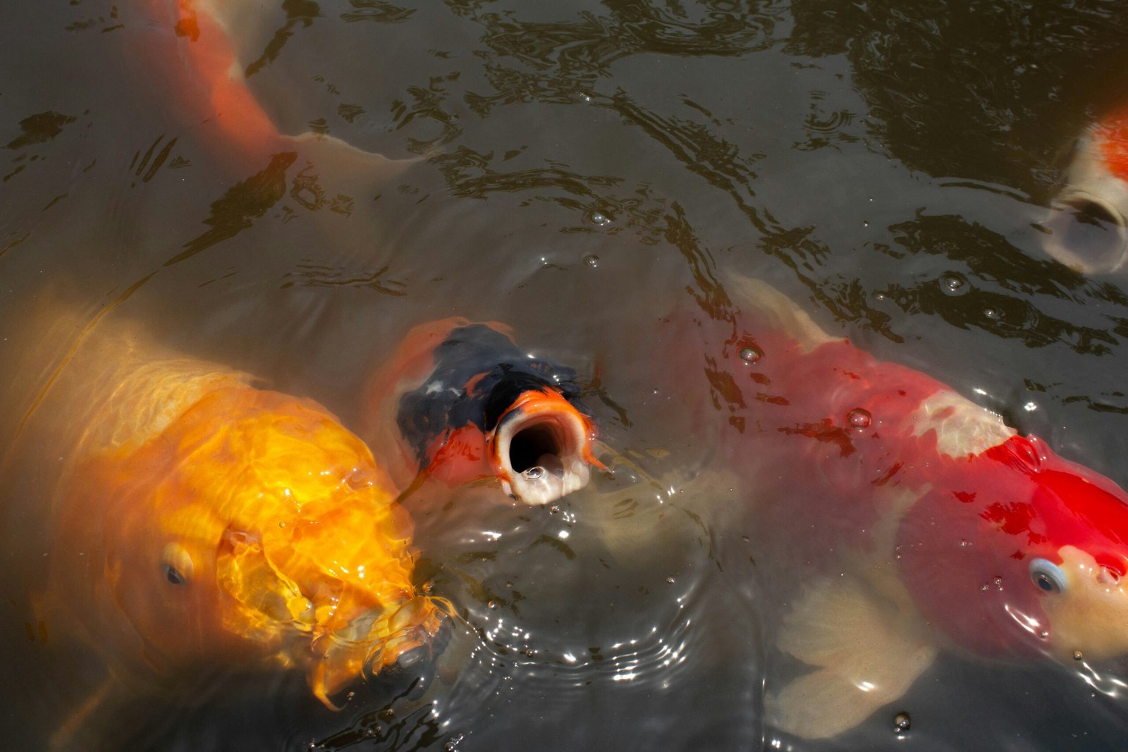 a group of fish swimming in a pond