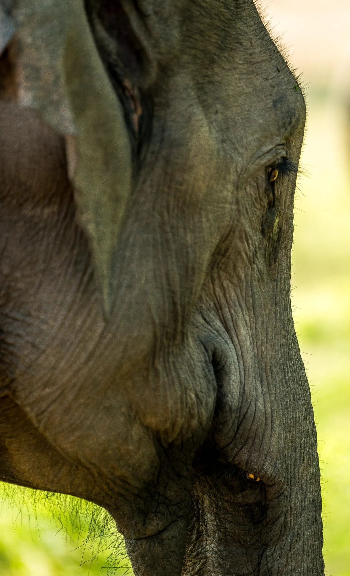 Close-up of elephant