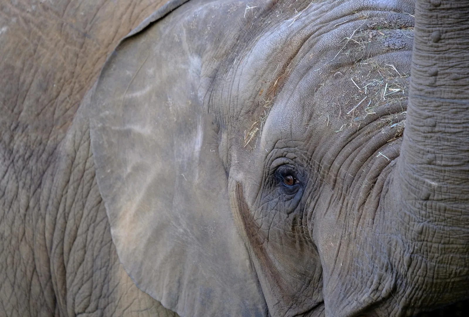 Close-up of elephant