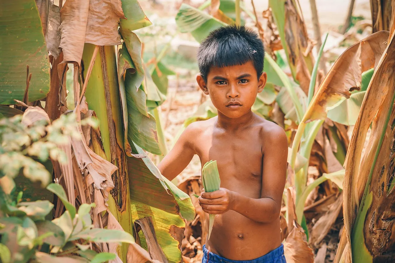 asia, asian, boy, cambodia, cambodian, child, crops, culture, cute, ethnicity, exotic, farm, farming, farmland, field, food, gender, green, human, kid, looking, one, person, portrait, pose, posing, bananas, serious, standing, southeast, tourism, traditional, travel, village, brown farm, brown village, brown culture, brown banana, cambodia, cambodia, cambodia, cambodia, cambodia, cambodian
