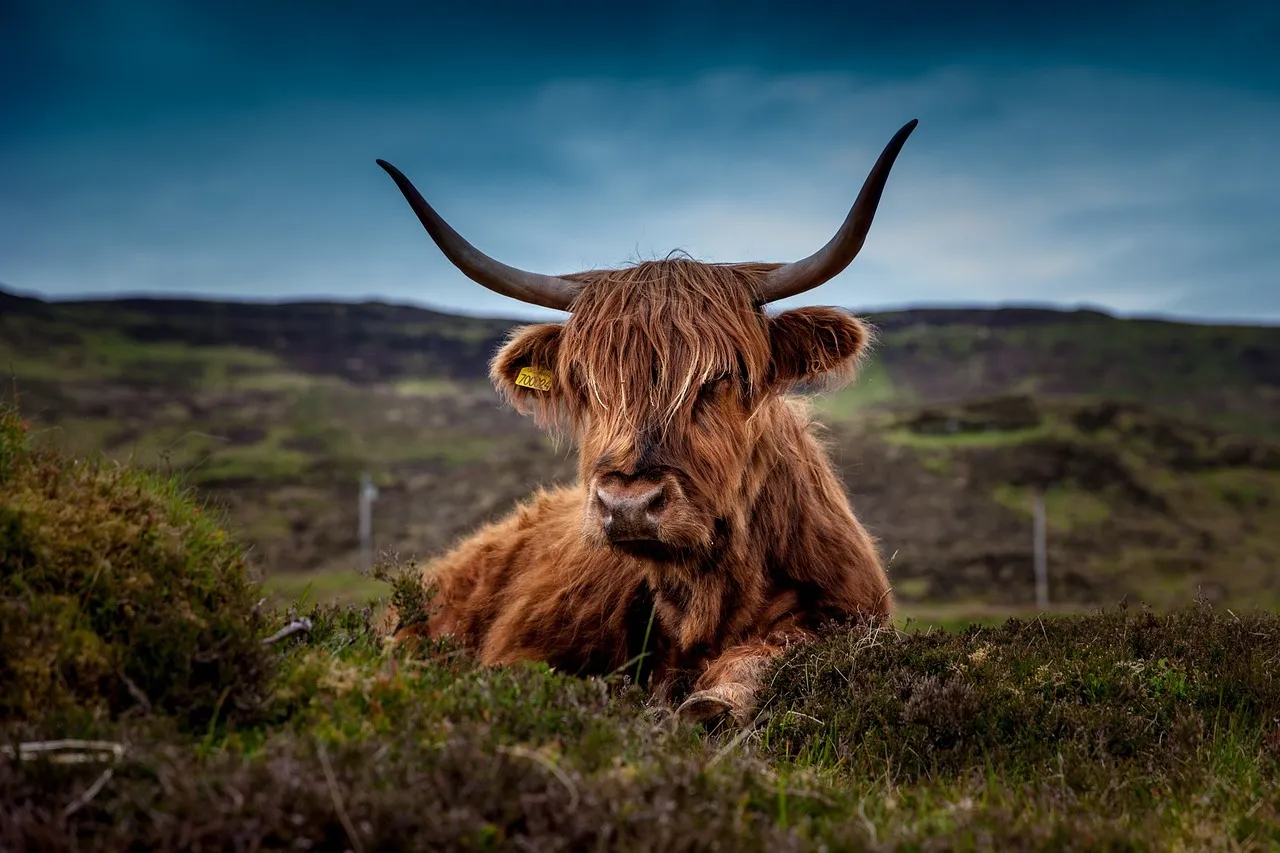 cattle, animal, pasture, highland cattle, cow, beef cattle, mammal, livestock, meadow, nature, scotland, cow, cow, cow, cow, cow, scotland, scotland, scotland, scotland
