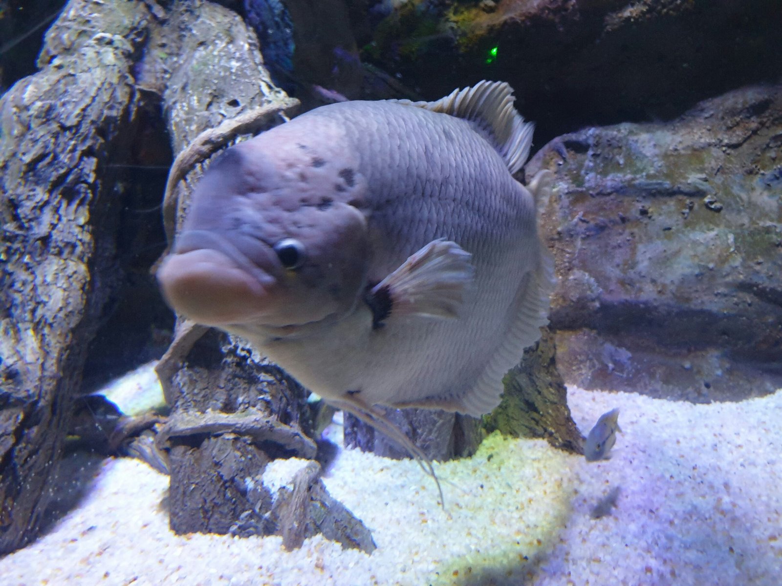 a fish that is swimming in some water