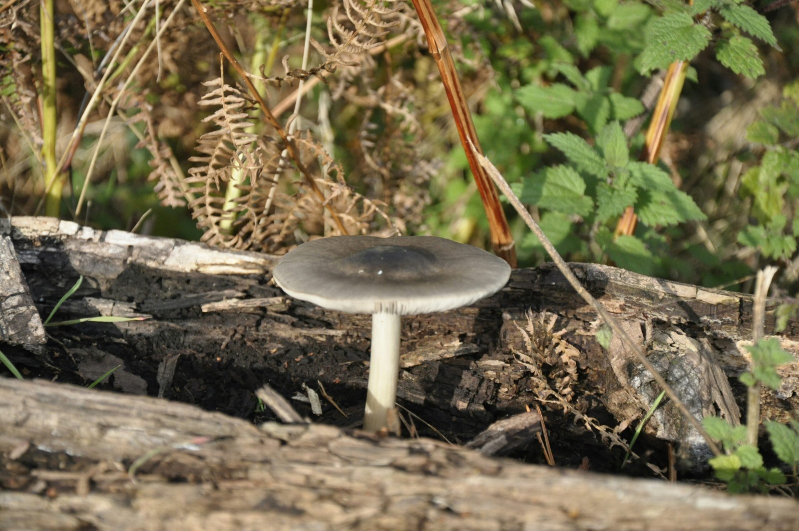 a mushroom sitting on a log in the woods