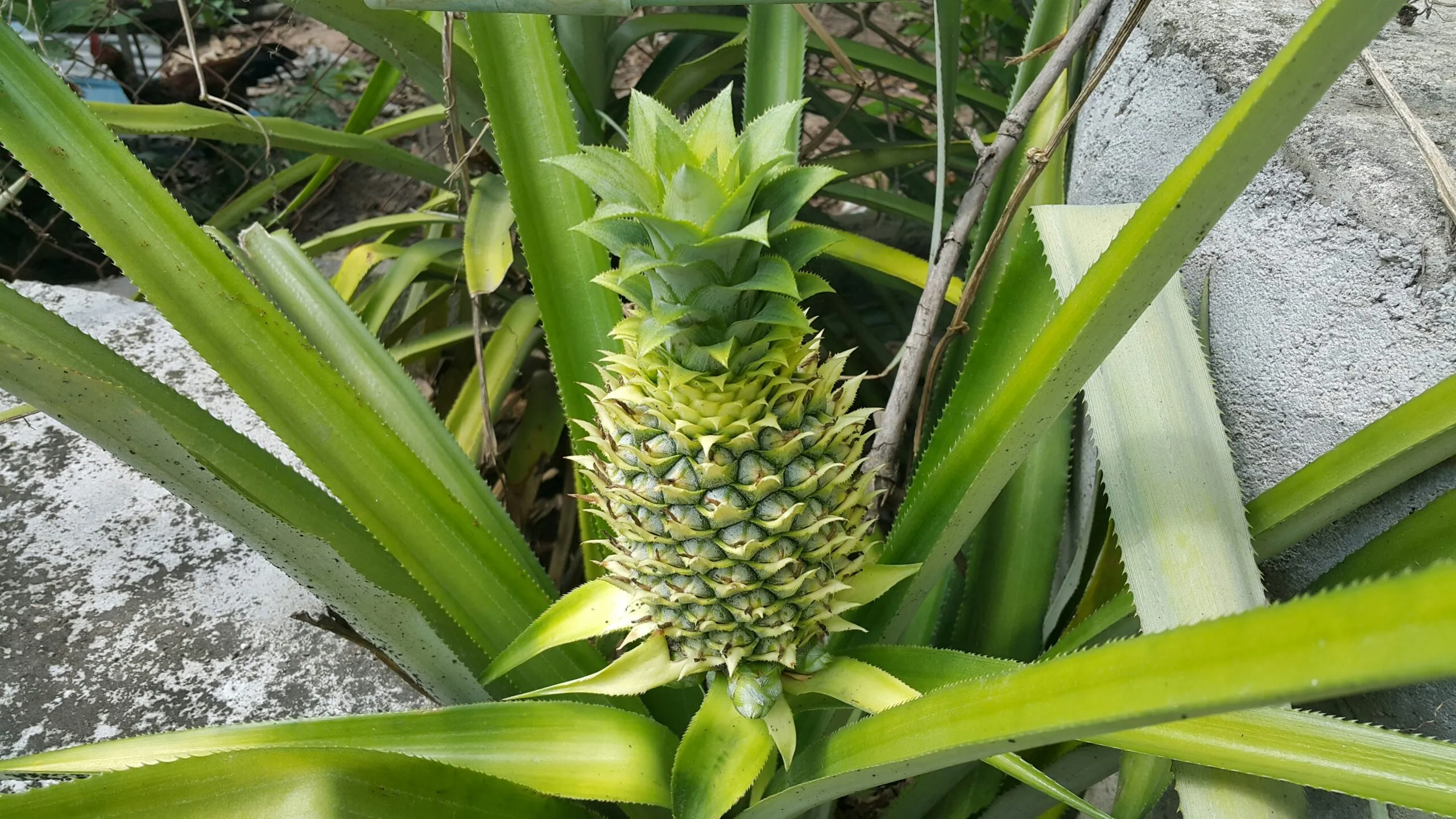 green pneapple