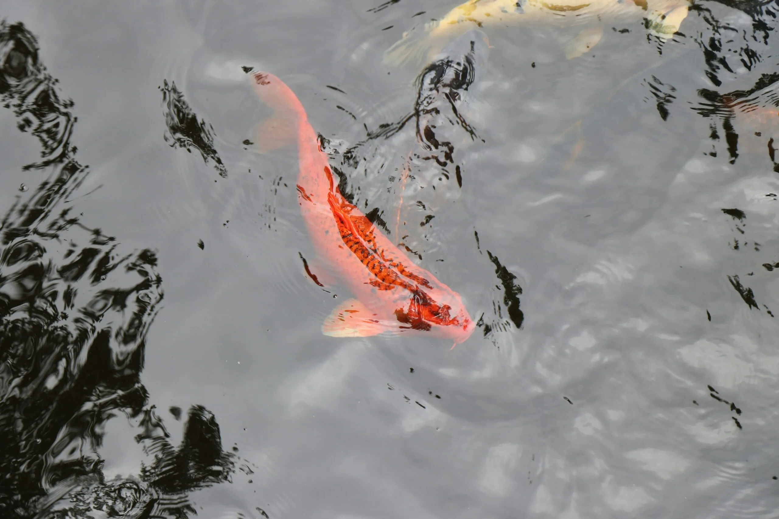 a group of fish swimming in a pond