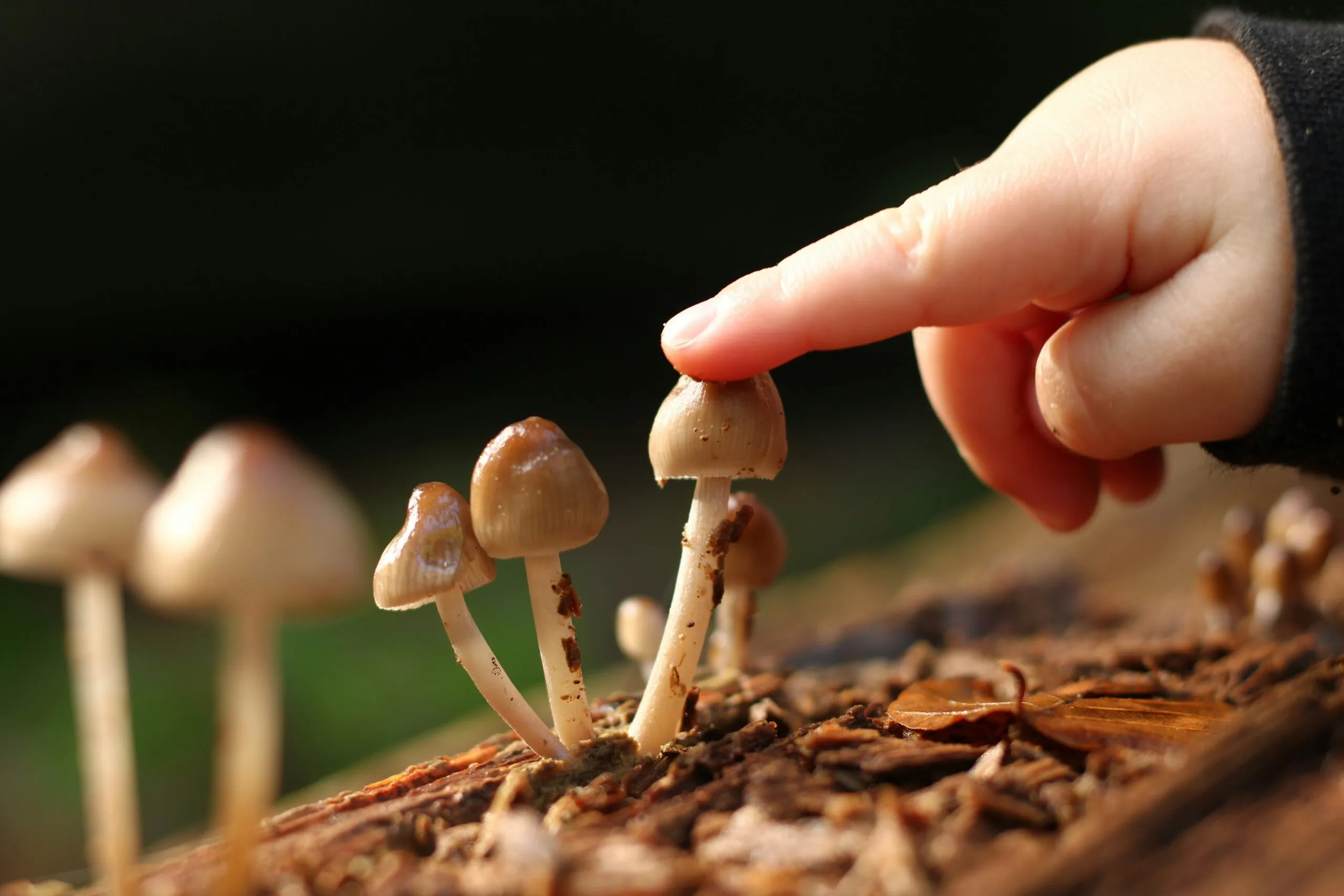 a hand reaching for some mushrooms on a table