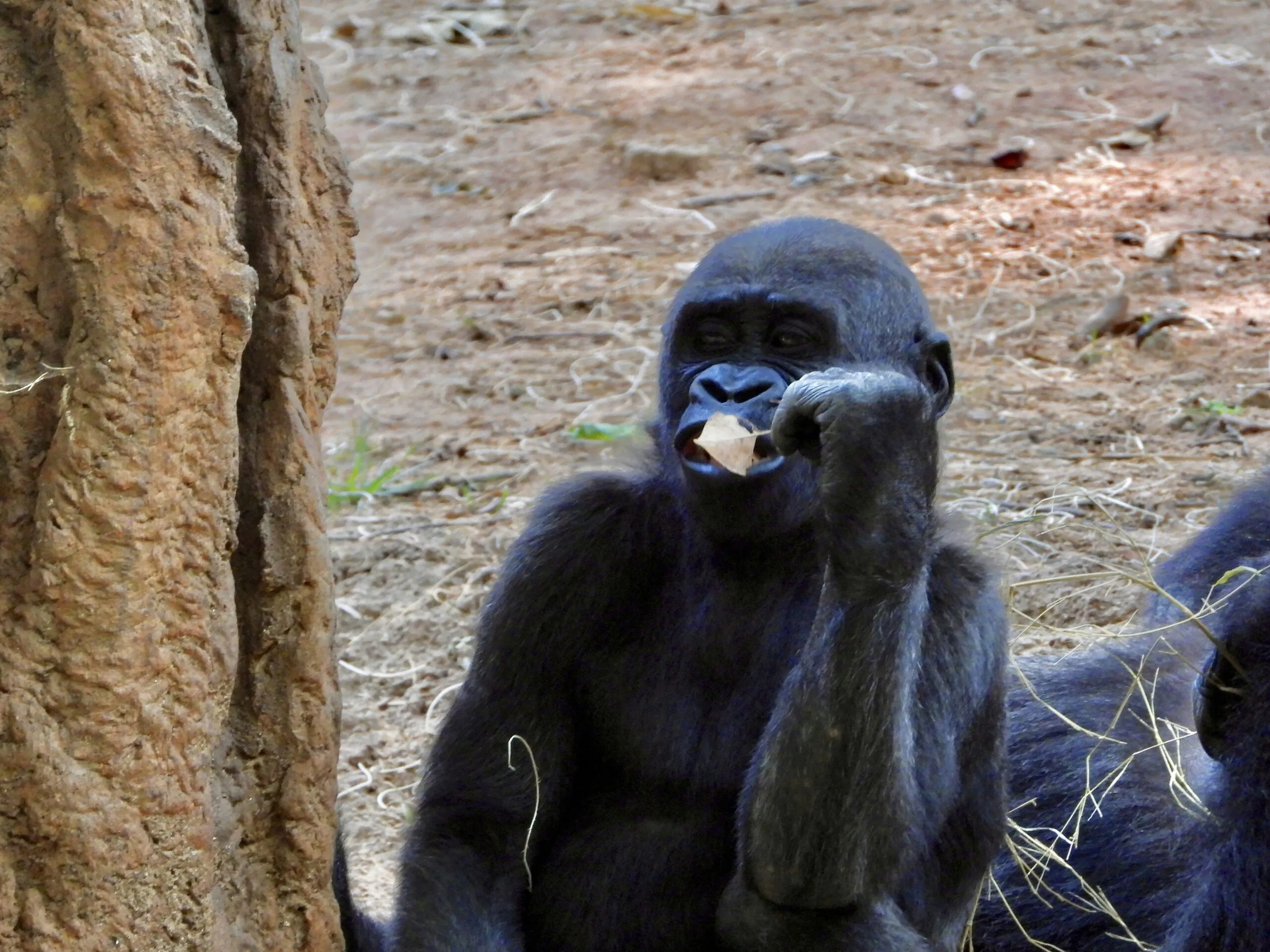 a monkey with its mouth open next to another monkey