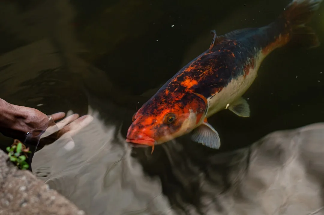 A fish is swimming in a pond of water