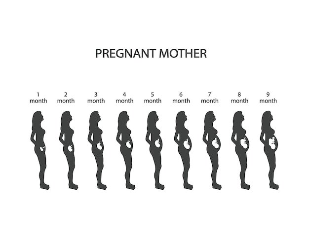 Silhouette of pregnant woman baby design 1 2 3 4 5 6 7 8 9 months with growing fetus Vector illu