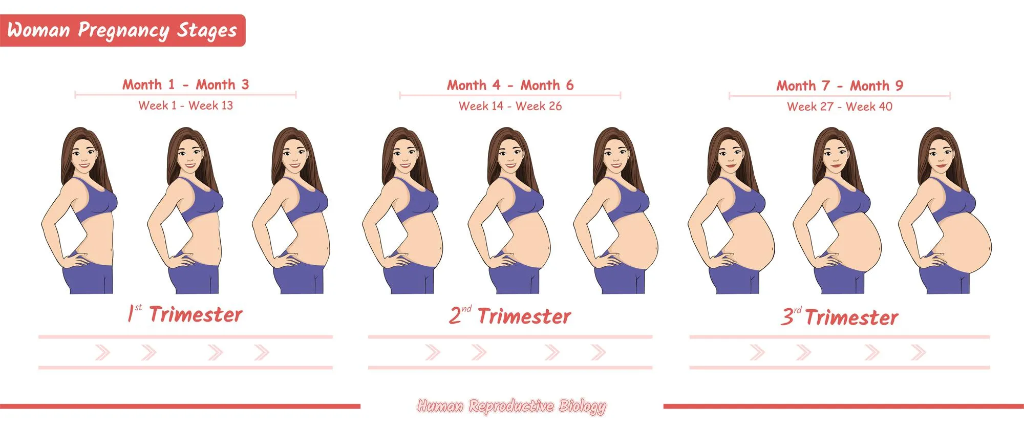 Woman pregnancy stages