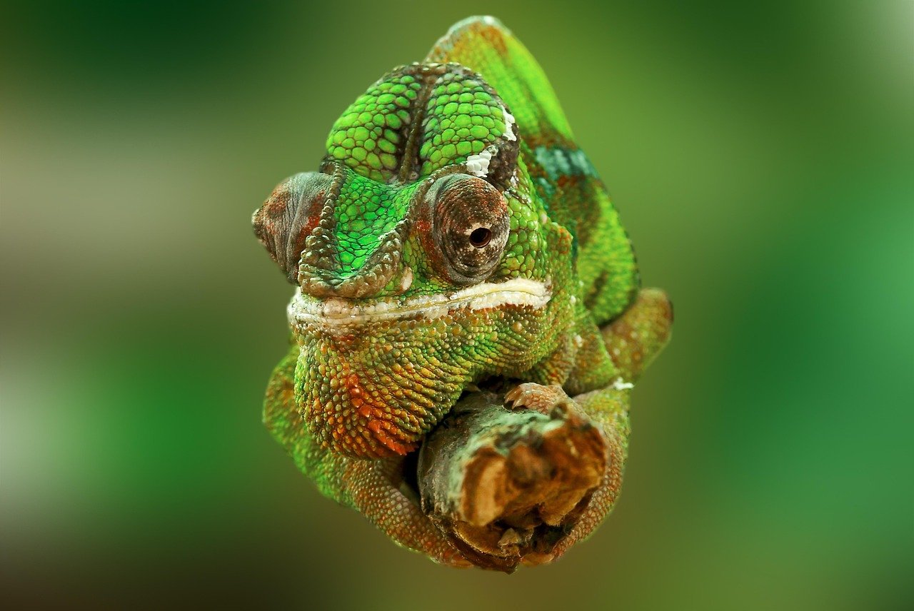 chameleon, reptile, lizard, green, animal, insect eater, nature, chamaeleonidae, chamaeleo chamaeleon, close up, head, terrarium, animal world