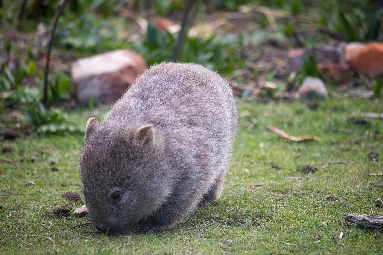wombat, animal, wild, eating, nature, australia, baby, wombat, wombat, wombat, wombat, wombat