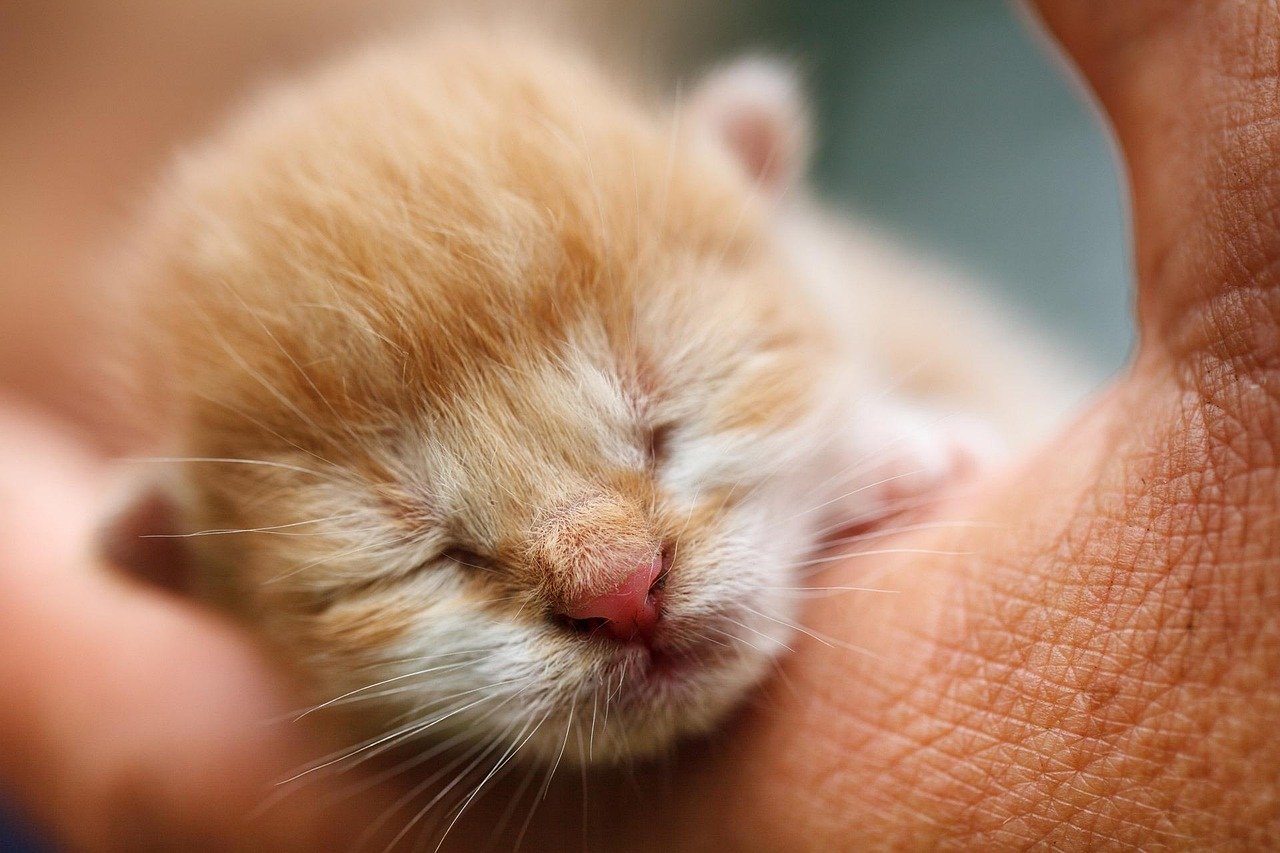 kitten, feline, animal, baby, cat, domestic, kitty, nature, newborn, pet, sleeping