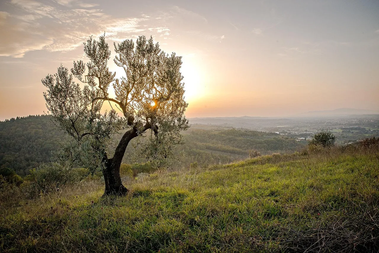 landscape, tree, sunset, mac wallpaper, horizontal nature, landscaped, panorama, scenario, plant, tamanu, natural, genuine, free wallpaper, spontaneous, floral background, character, nature, natur, green, greenish, cool backgrounds, desktop backgrounds, hd wallpaper, verdant, pounce, fontana, source, flash, spring, new, scion, jump, emerge, unleashed, background, 4k wallpaper, field, frame, bottom, formation, instruction, preparation, second floor, history, stories, 4k wallpaper 1920x1080, open, free background, external, oak, english oak, climate, climatic, bad weather, season, full hd wallpaper, time, sky, is between, firmament, paradis, paradise, agriculture, agritourism, farm, wallpaper 4k, colonist, housing, holding, nursery, bellavista, beautiful wallpaper, overview, view, scope, laptop wallpaper, area, wallpaper hd, little kiss, dicastery, sky background, eto, deposit, champignon, ground, windows wallpaper, occasional, set, awesome