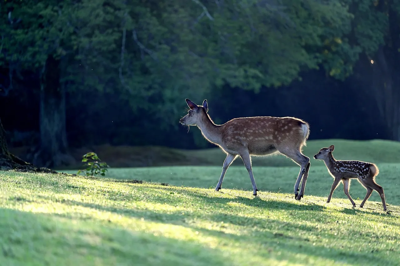 deer, parent child, morning, cute, kojika, deer, deer, deer, deer, deer