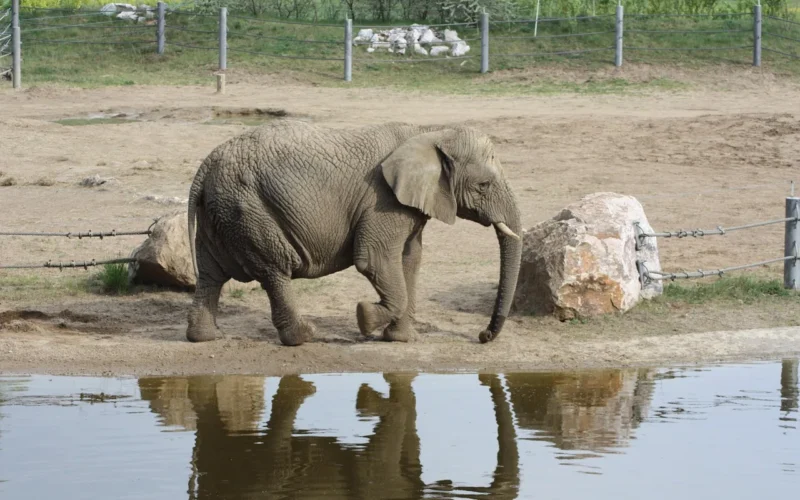 elephant, słoń afrykański, loxodonta africana, elephant, elephant, elephant, elephant, elephant
