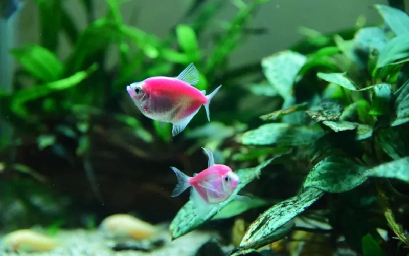 Two vivid pink fish gracefully swimming in a lush, plant-filled freshwater aquarium.