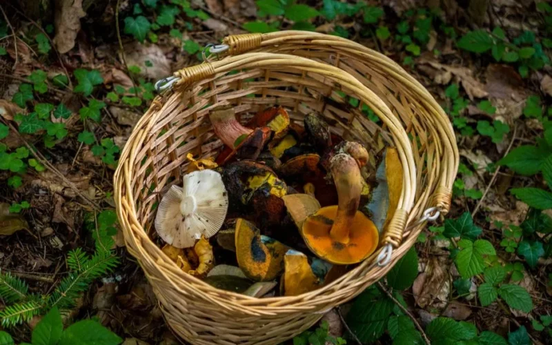 A variety of wild mushrooms in a wicker basket placed on forest ground, capturing the essence of foraging in autumn.