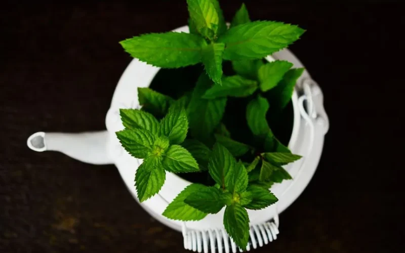 A vibrant display of fresh peppermint leaves emerging from a white teapot in a close-up shot.