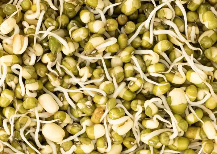 Vibrant close-up of healthy mung bean sprouts, highlighting their freshness and nutritional value.