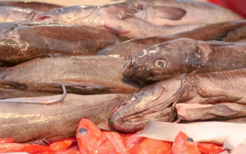 Close-up of various raw fish at a seafood market, showcasing fresh produce.